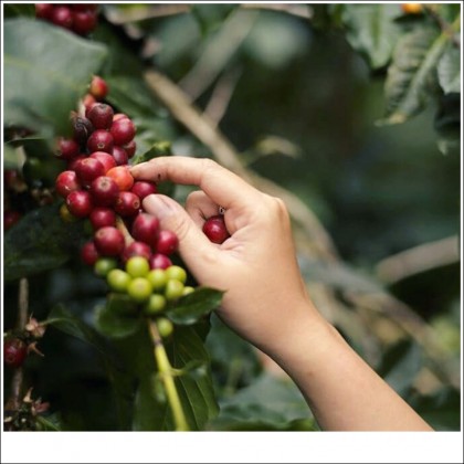 Cafe Sạch, chất lượng uy tín, giá ngay tại xưởng