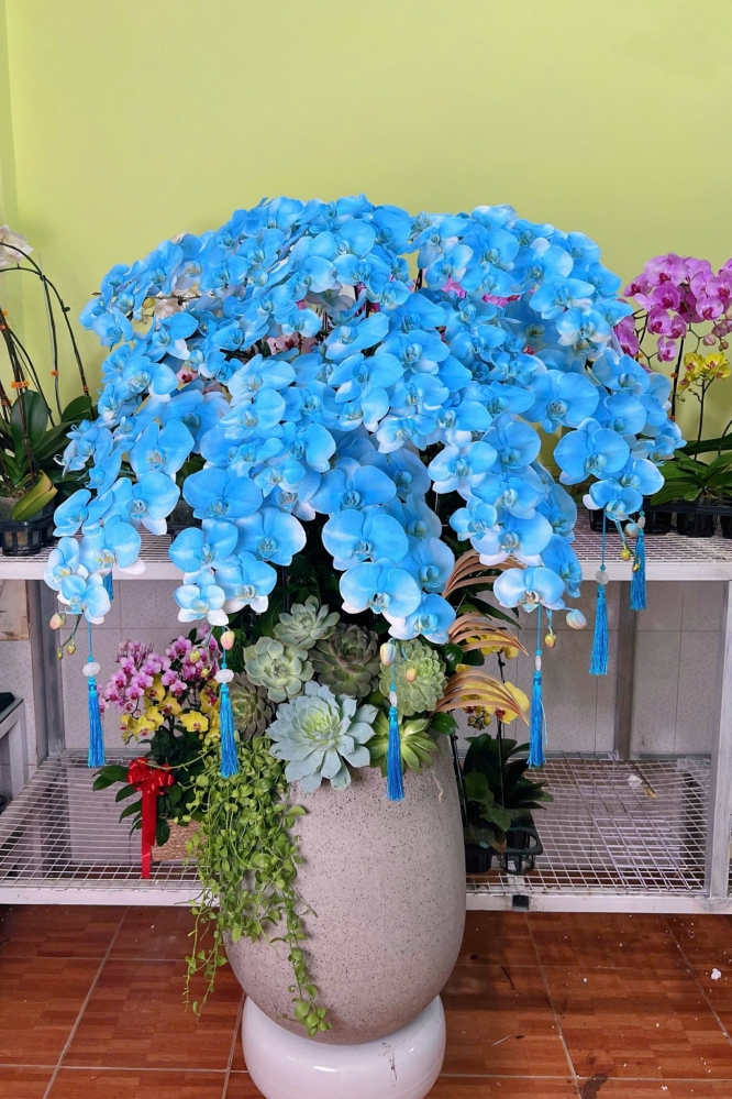 Lan Hồ Điệp Trắng Ngọc Lan - LHD010