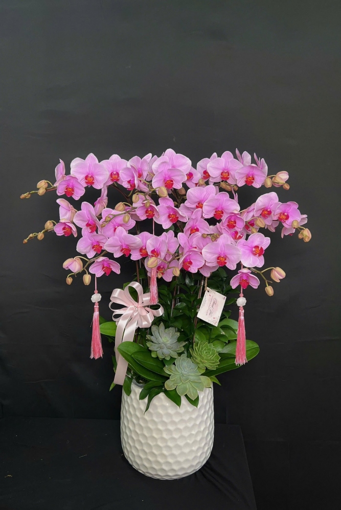 Chậu lan trắng ửng hồng ngọt ngào