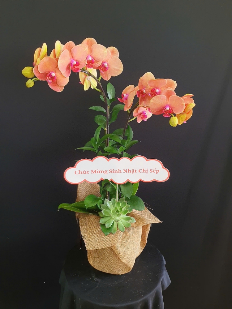 Hoa gói cầm tay 3