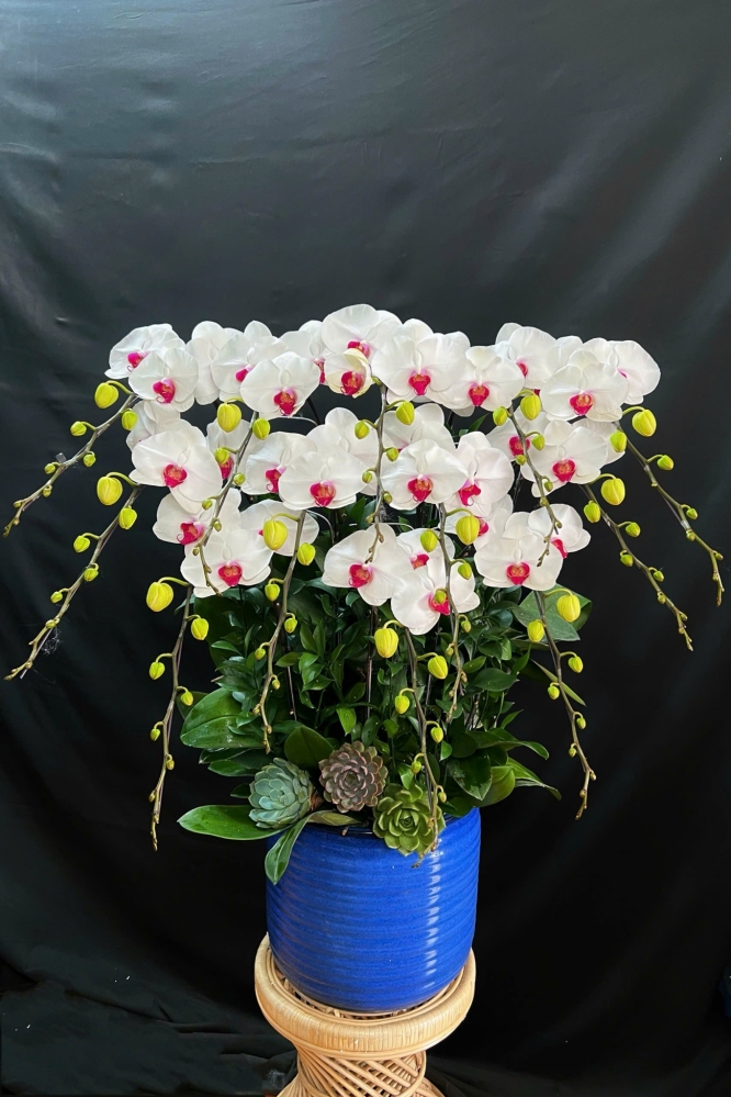 Hoa Lan Hồ Điệp Trắng Nhuỵ Hồng