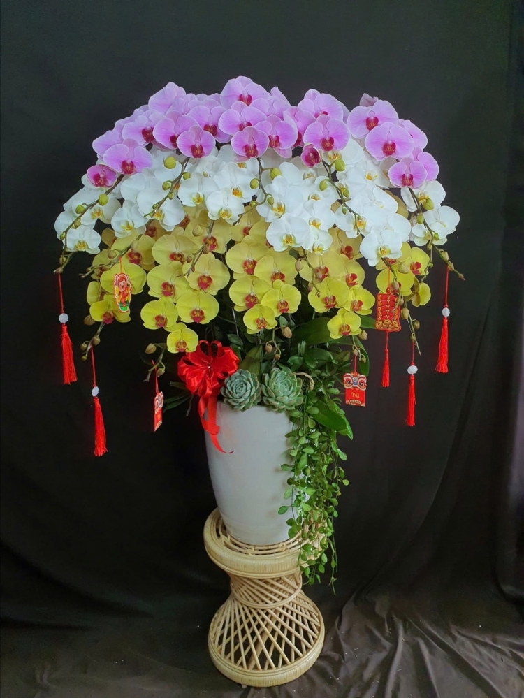 Hoa Lan Hồ Điệp Mix 3 Màu