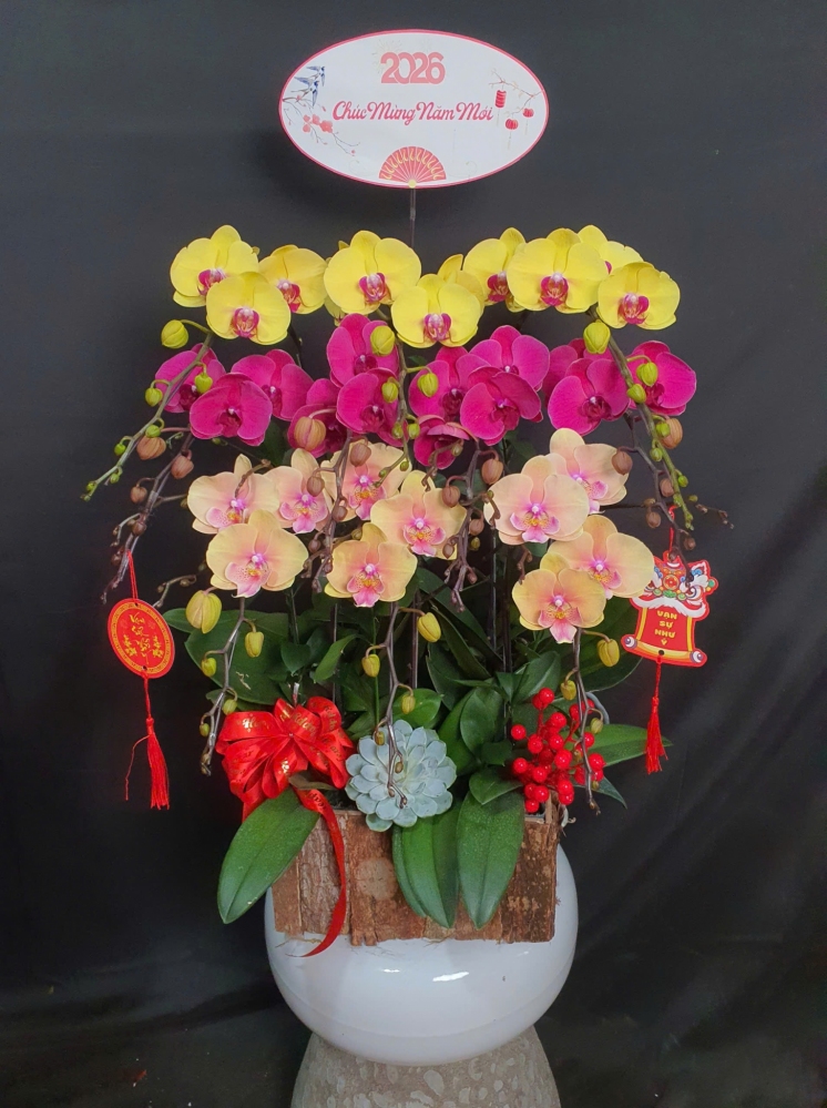 Lan Hồ Điệp Tam Sắc Hoàng Vân - LHD186