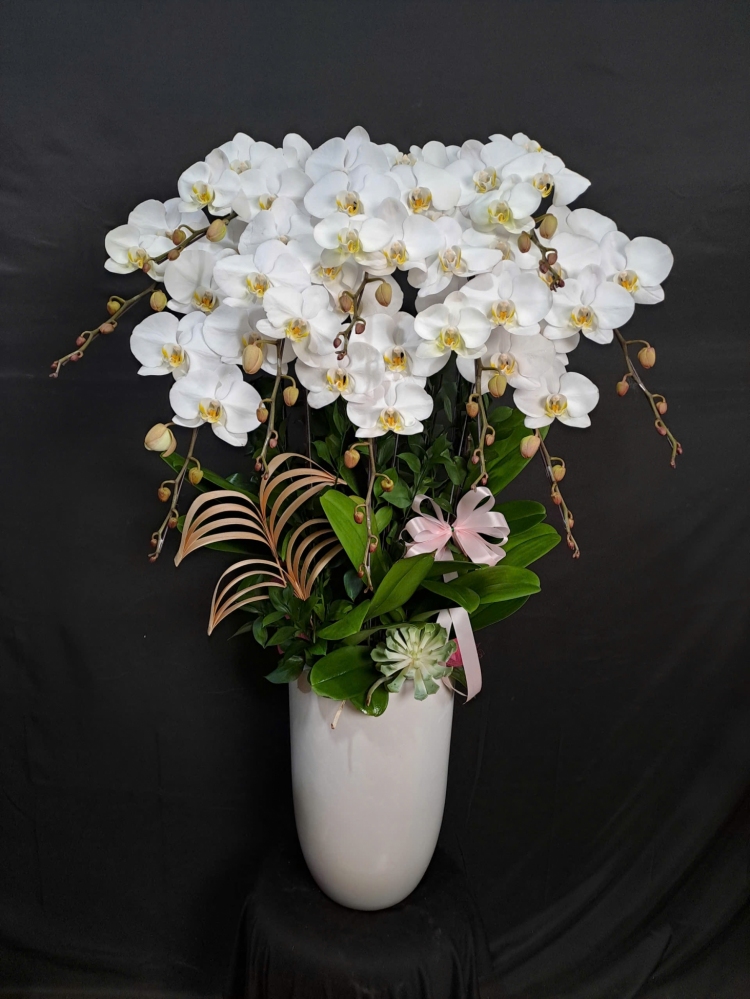 Lan Hồ Điệp Bạch Ngọc - LHD214