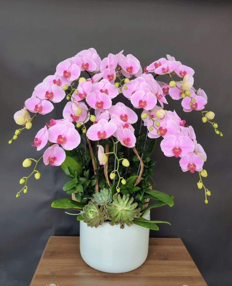 Lan Hồ Điệp Hồng Diễm - LHD247