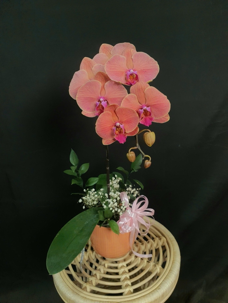 Lan Hồ Điệp Hoàng Hỏa - LHD156