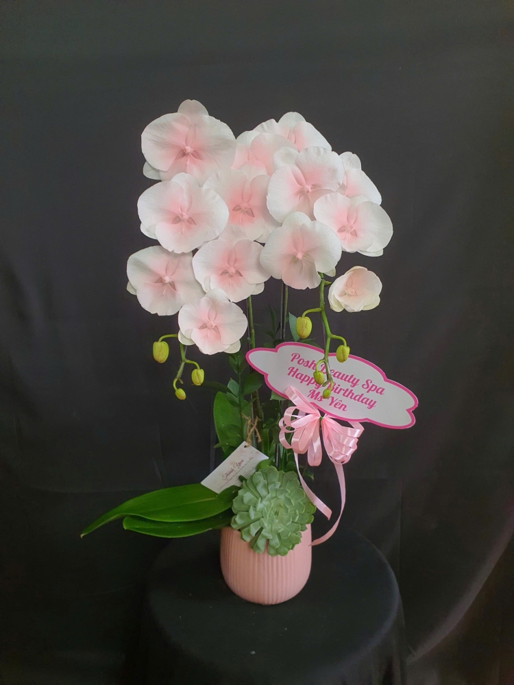 Lan Hồ Điệp Bạch Ngọc Hồng - LHD055