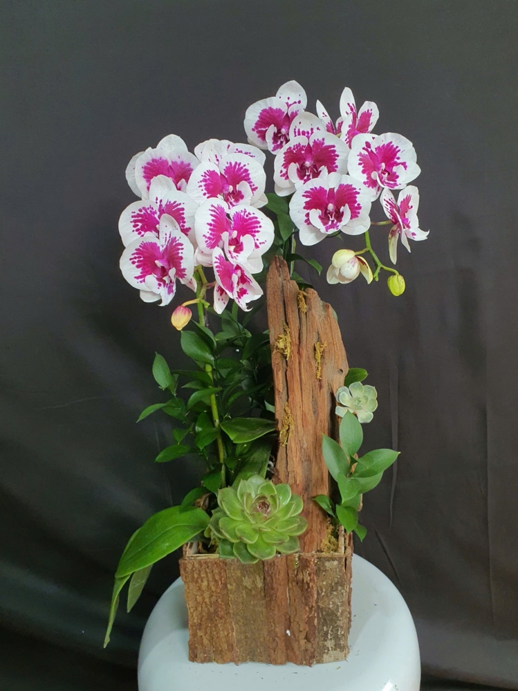 Lan Hồ Điệp Hòa Quyện - LHD078