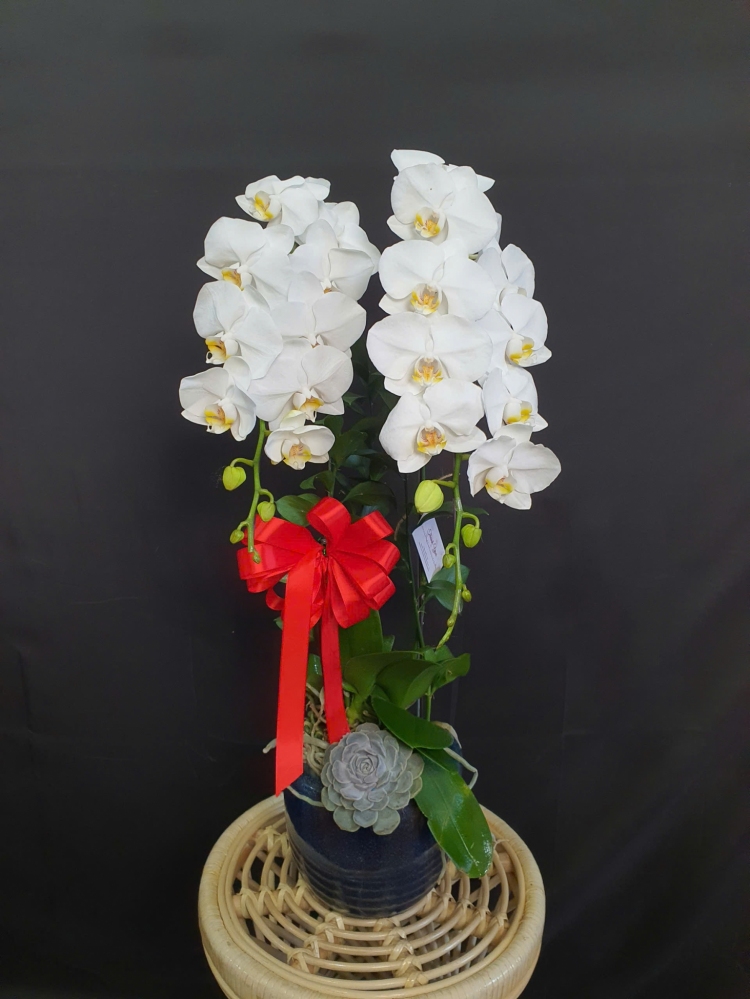 Lan Hồ Điệp Sương Trắng - LHD083