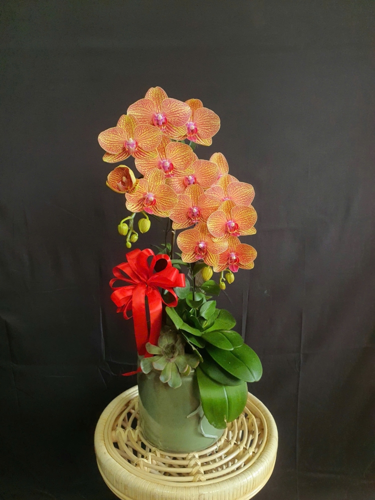 Lan Hồ Điệp Hoàng Dương - LHD105