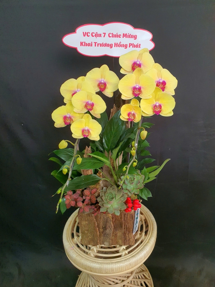 Lan Hồ Điệp Cam Hoàng Thịnh - LHD159