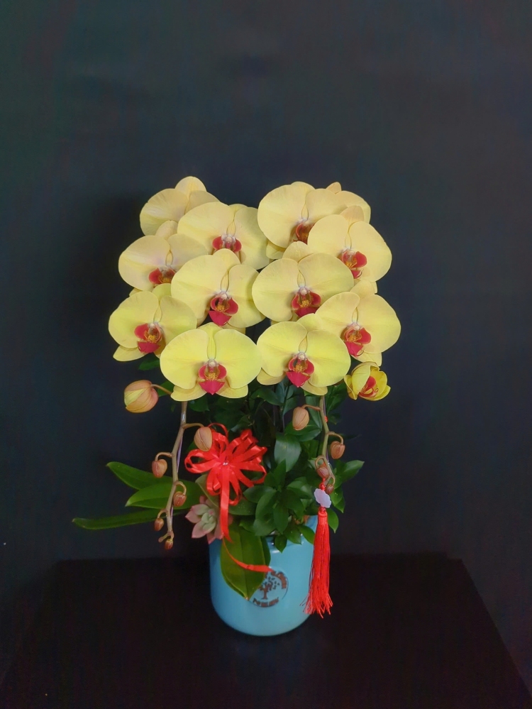 Lan Hồ Điệp Hoàng Kim - LHD243