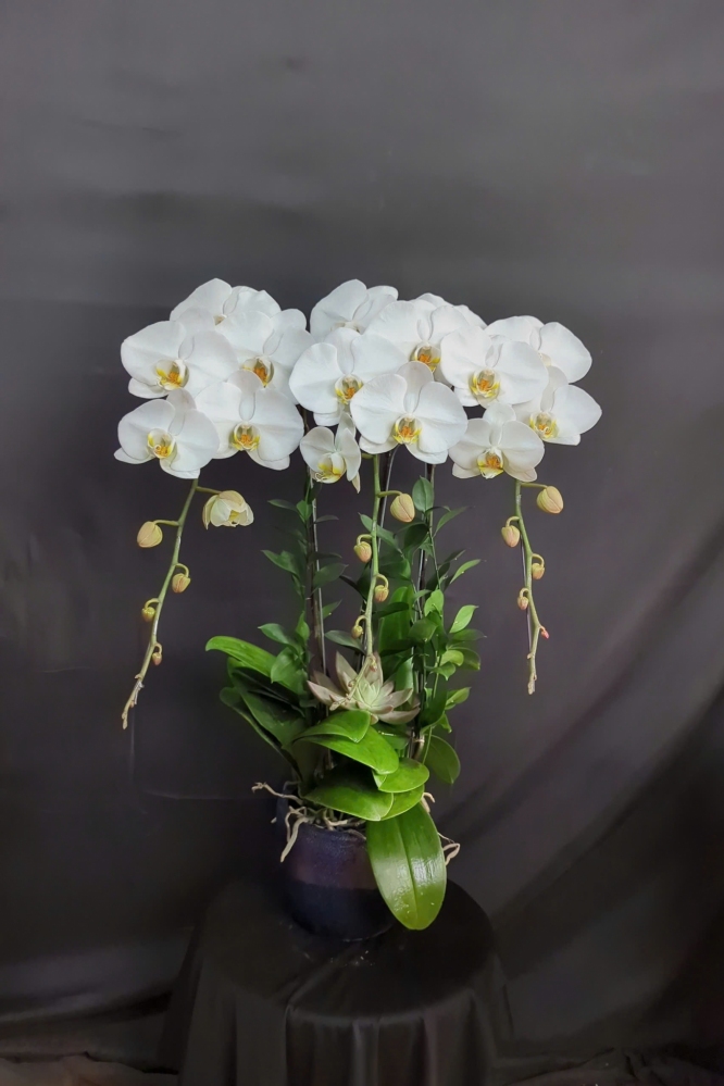 Lan Hồ Điệp Ngọc Tuyết - LHD100