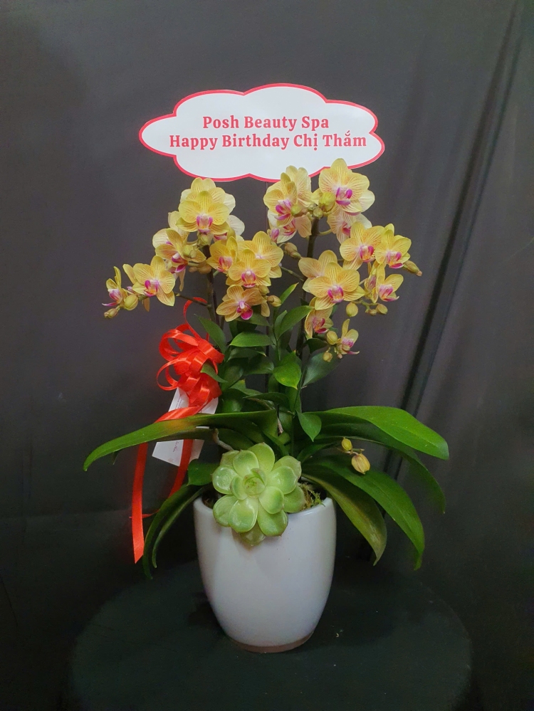 Lan Hồ Điệp Kim Ánh Dương - LHD103