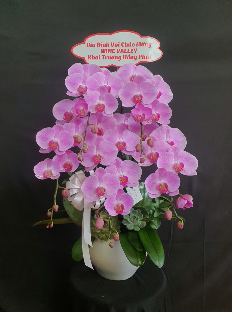 Lan Hồ Điệp Ánh Hồng - LHD056