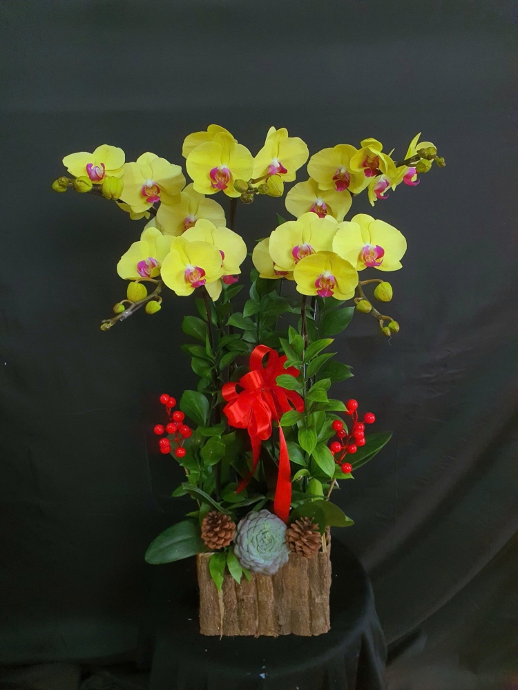 Lan Hồ Điệp Hồng Hoàng Nhật - LHD117