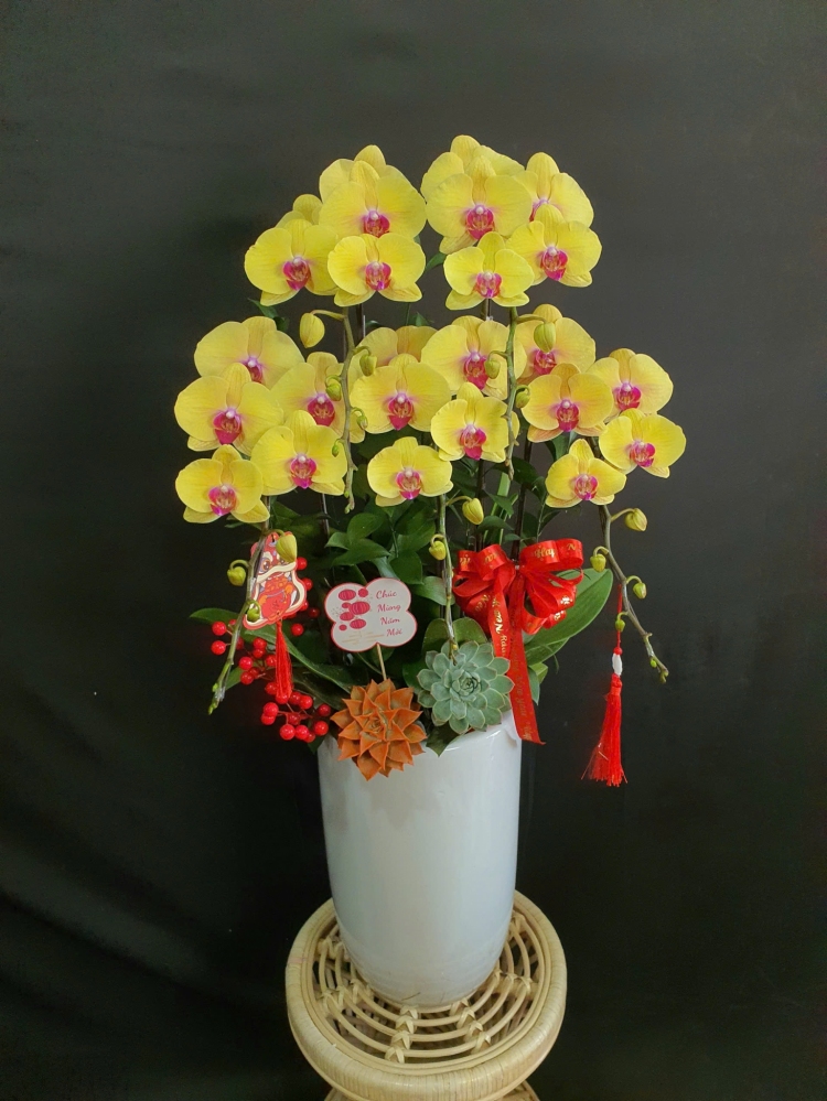 Lan Hồ Điệp Kim Phú Quý - LHD161