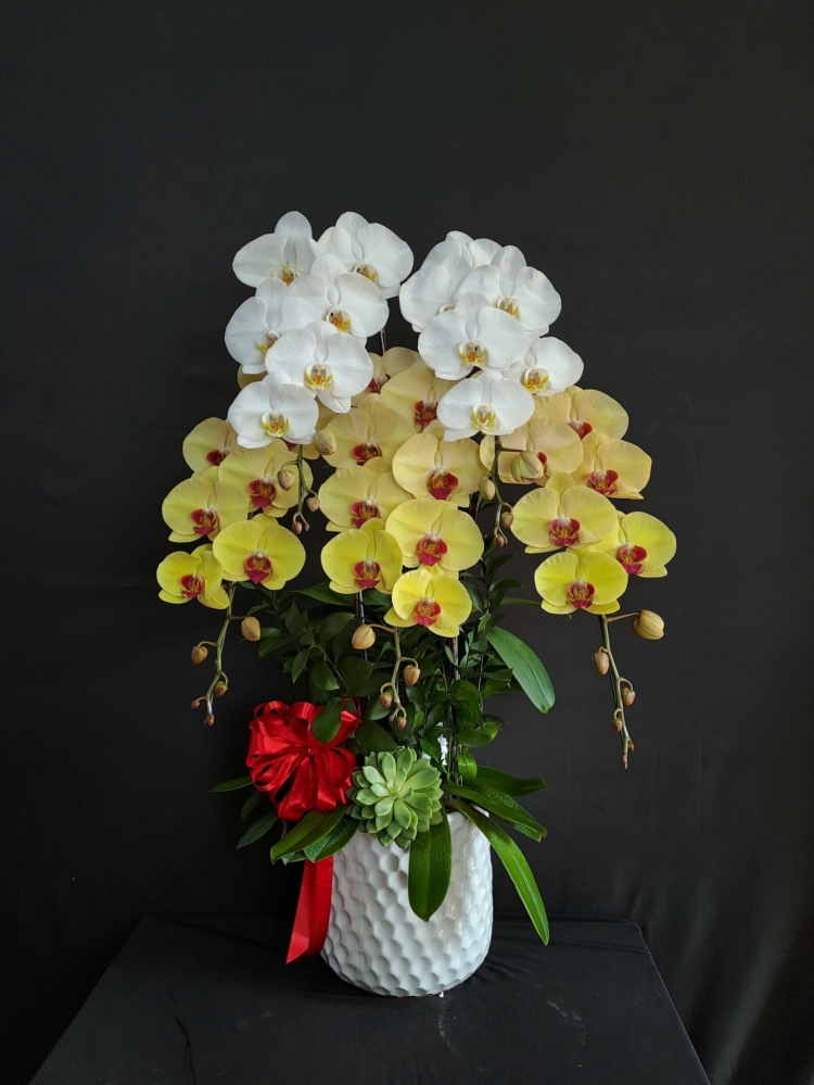 Lan Hồ Điệp Hoàng Quý - LHD254