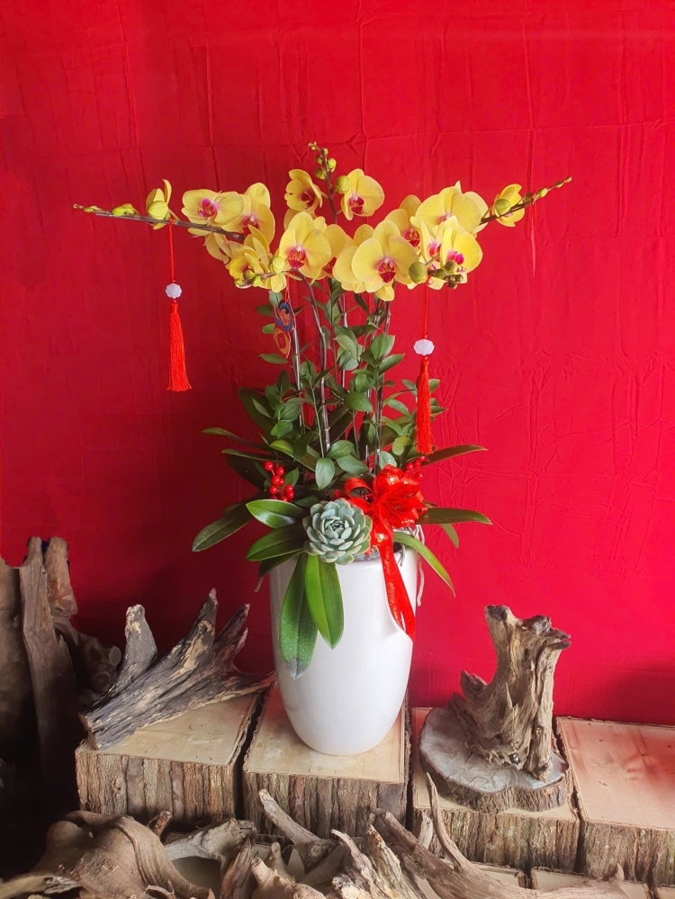 Lan Hồ Điệp Hoàng Lộc - LHD275