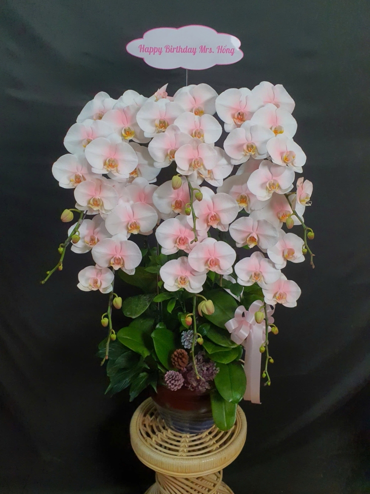 Lan Hồ Điệp Hồng Sương Mai - LHD129