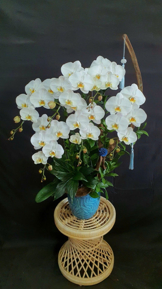 Lan Hồ Điệp Ngọc Sương - LHD130