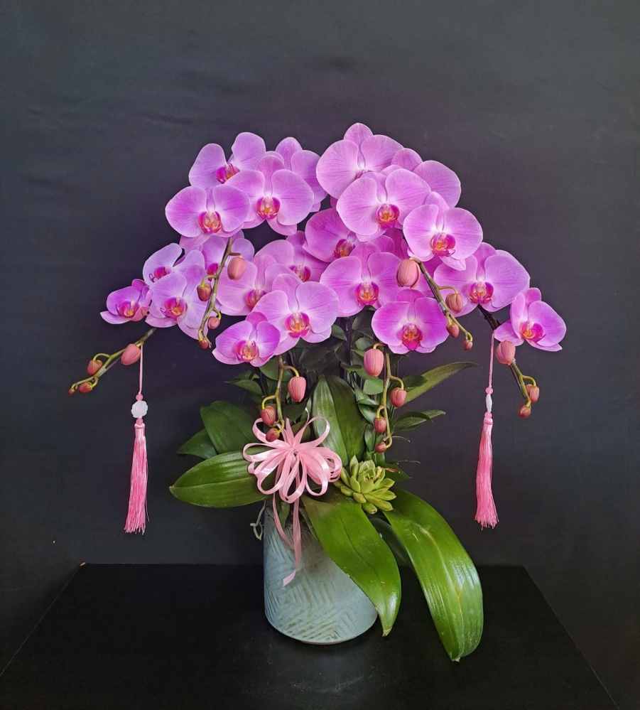 Lan Hồ Điệp Hồng Ánh - LHD231