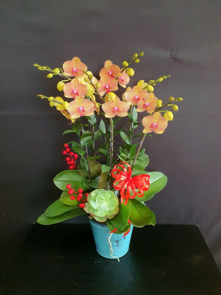 Lan Hồ Điệp Hoàng Phát - LHD251