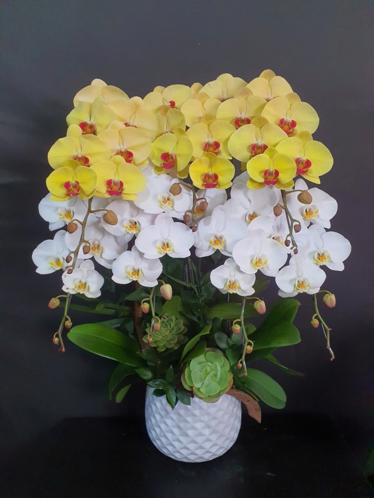 Lan Hồ Điệp Hoàng Phát - LHD240