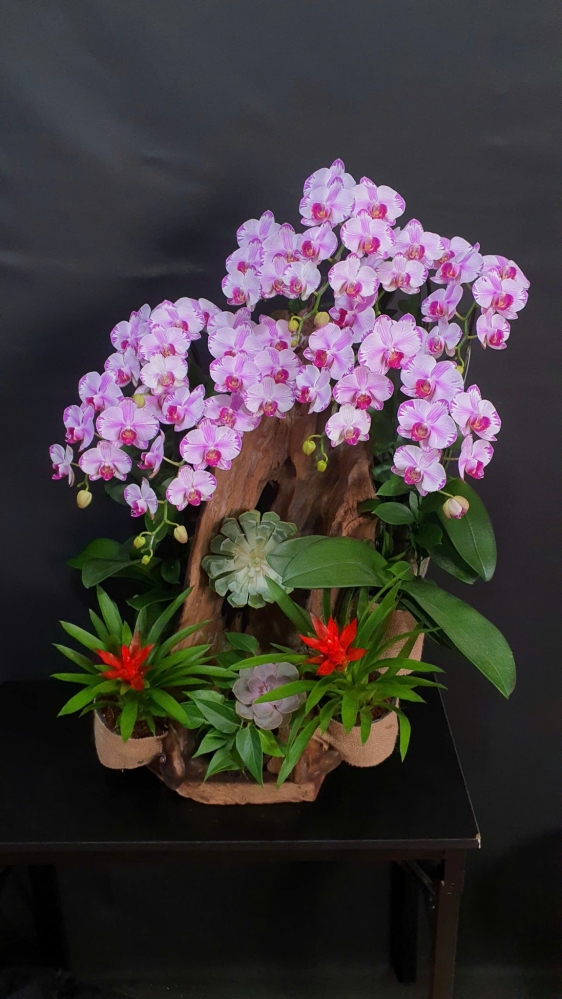 Lan Hồ Điệp Bạch Hồng Duyên - LHD199