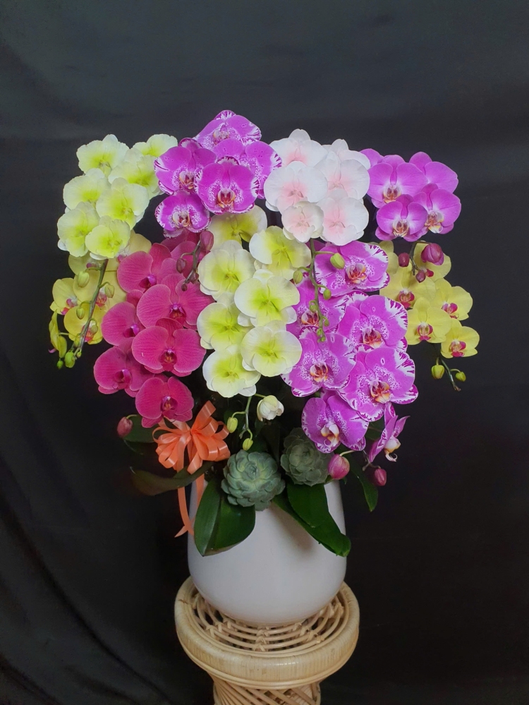 Lan Hồ Điệp Huyền Tửu - LHD069