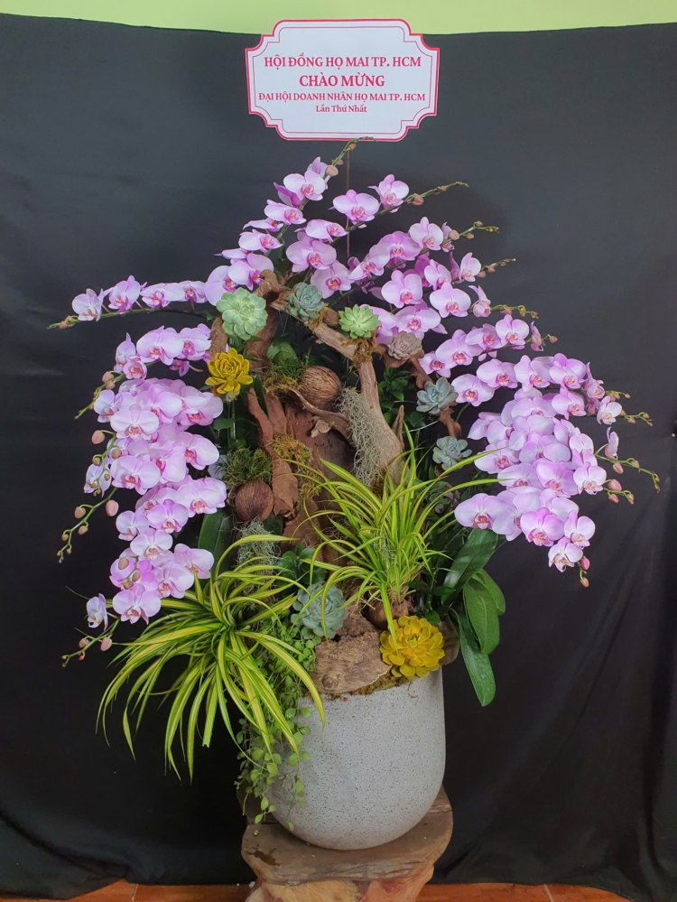 Lan Hồ Điệp Hồng Ngọc - LHD070