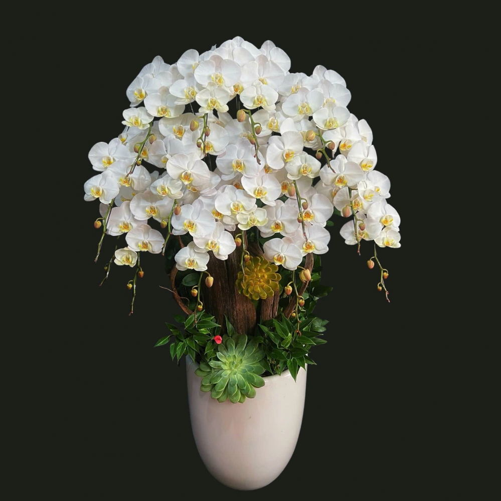 Lan Hồ Điệp Bạch Ngọc Tinh Khôi - LHD181