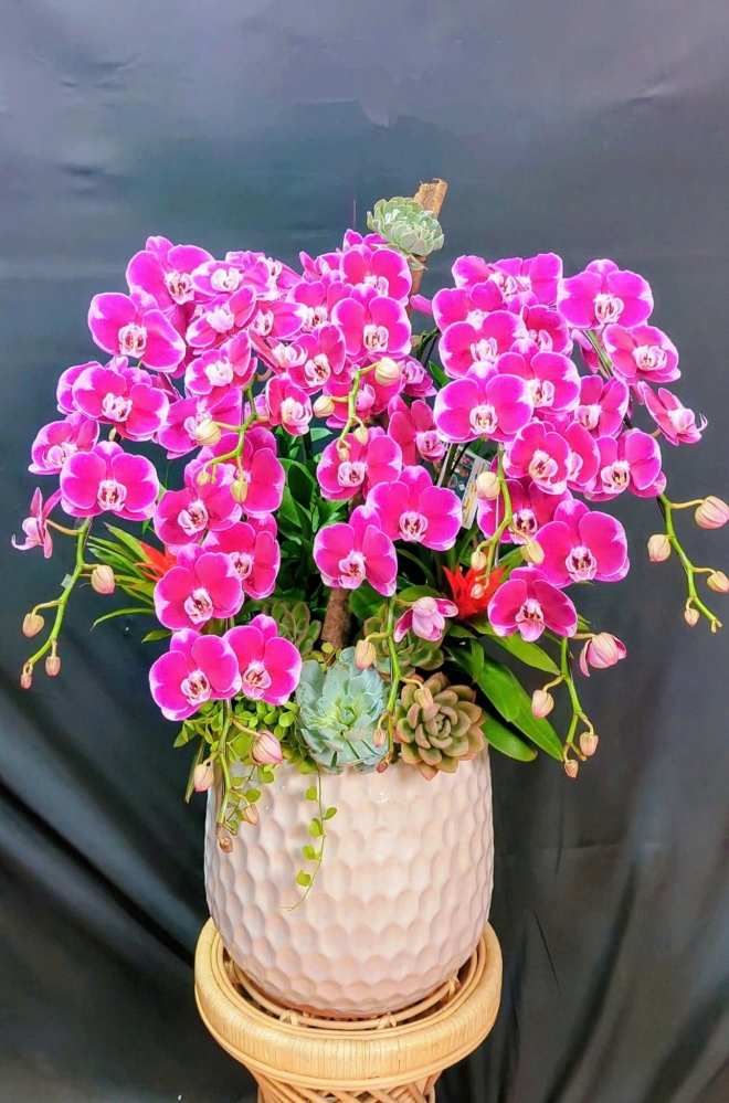 Lan Hồ Điệp Tướng Quân - LHD303