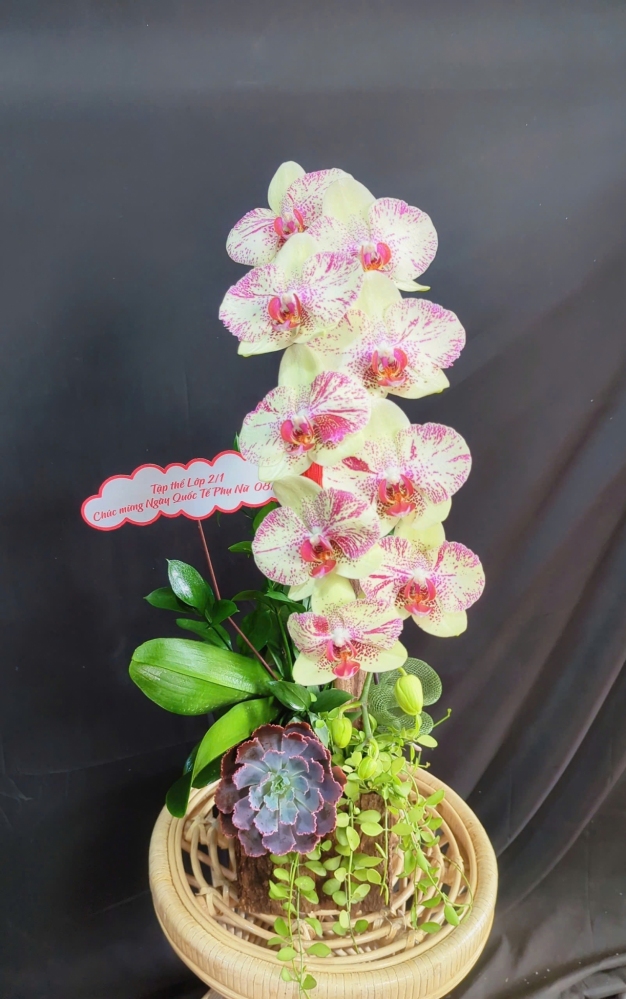 Lan Hồ Điệp Vàng Pháo Hoa - LHD298