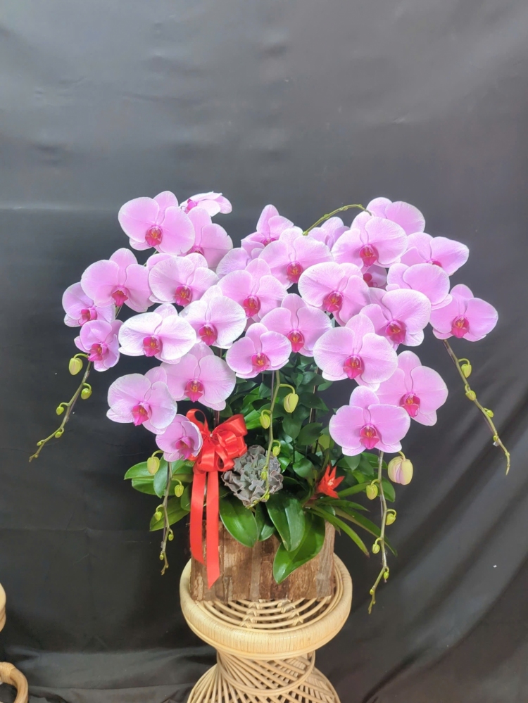 Lan Hồ Điệp Tím Hồng - LHD294