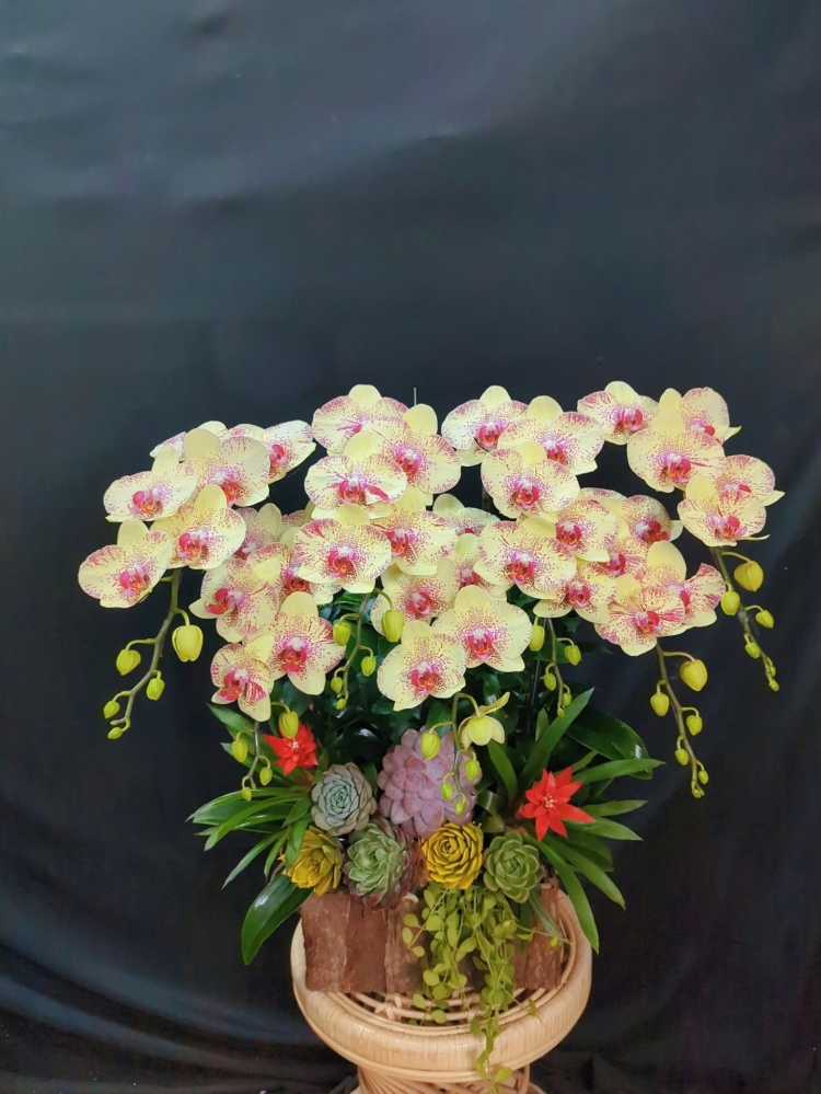 Lan Hồ Điệp Vàng Chấm Pháp - LHD308