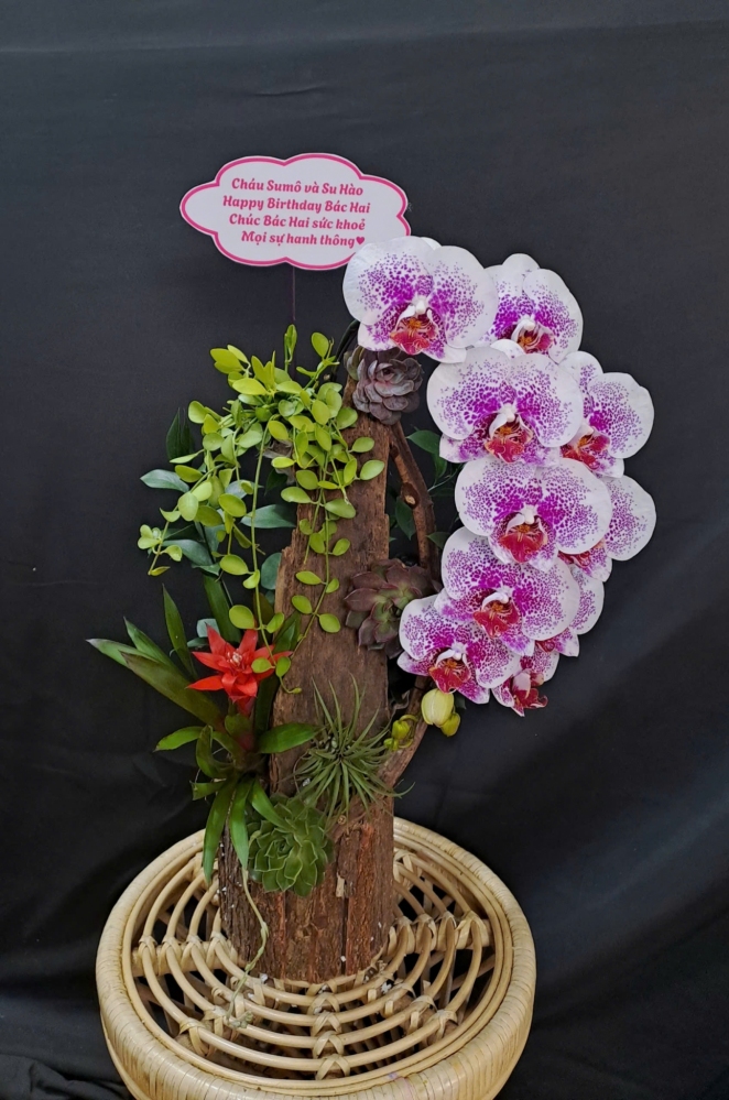 Lan Hồ Điệp Đột Biến Mix Lũa - LHD318