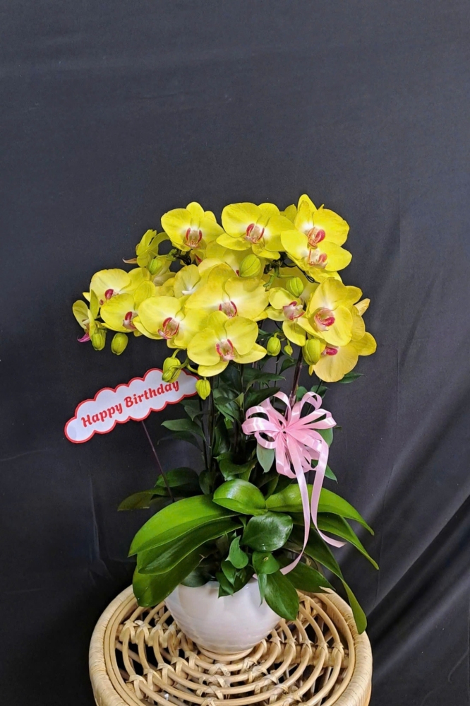 Lan Hồ Điệp Vàng Cành Đôi - LHD344