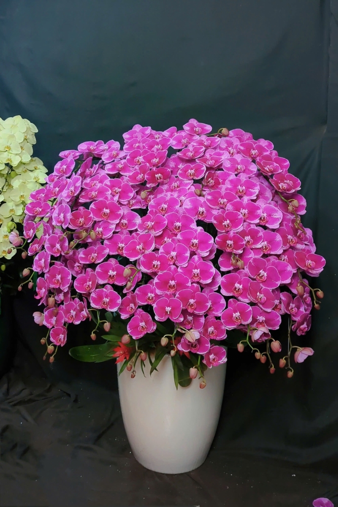 Lan Hồ Điệp Đỏ Địa Chủ - LHD346