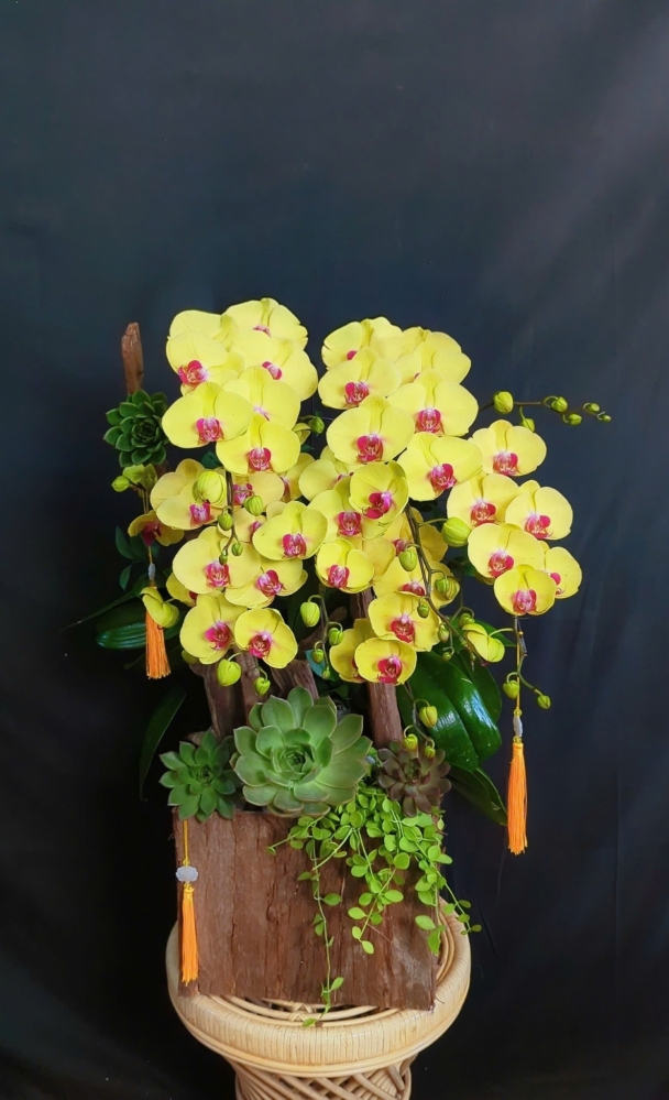 Lan Hồ Điệp Vàng Mix Lũa - LHD350