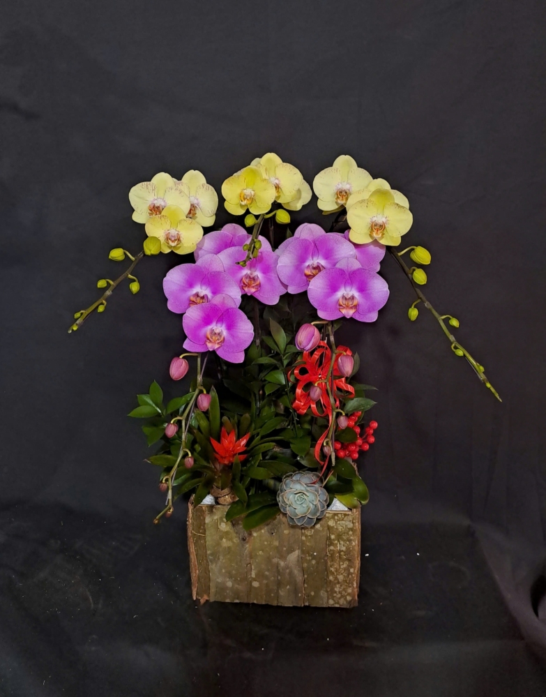 Lan Hồ Điệp Mix 2 Màu - LHD368