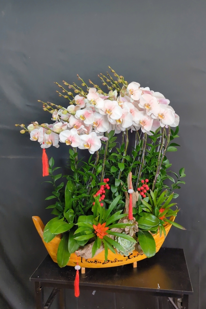 Lan Hồ Điệp Cắm Thuyền - LHD369