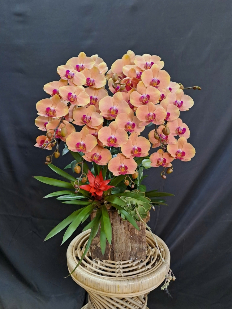 Lan Hồ Điệp Cam Cành Đôi - LHD377