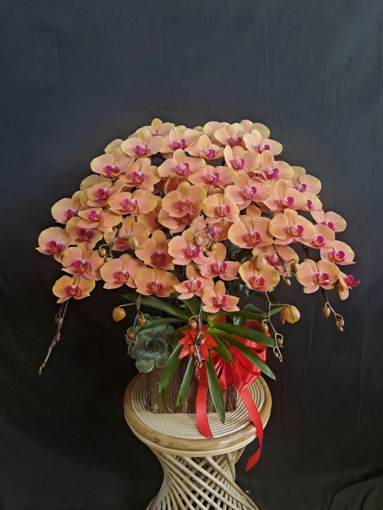 Lan Hồ Điệp Cam - LHD400