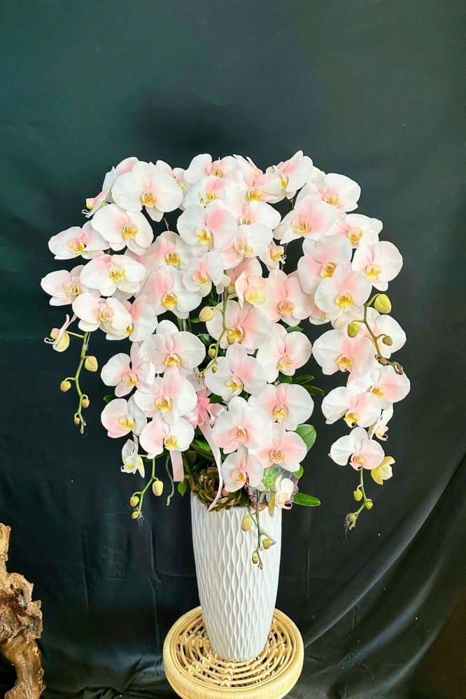 Lan Hồ Điệp Phun Hồng - LHD288