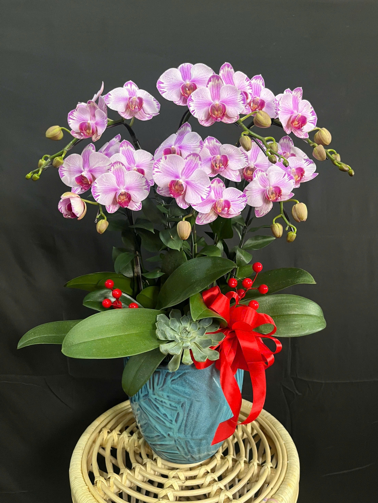 Lan Hồ Điệp Ngọc Hồng Tuyết Sương - LHD172