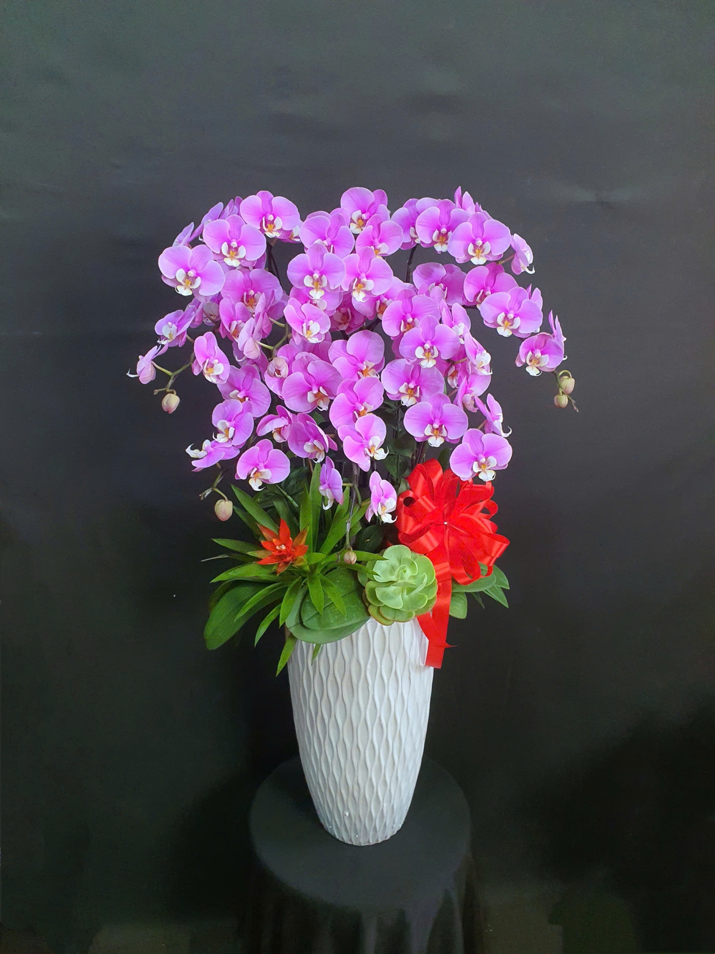 Lan Hồ Điệp Hồng Quý - LHD257