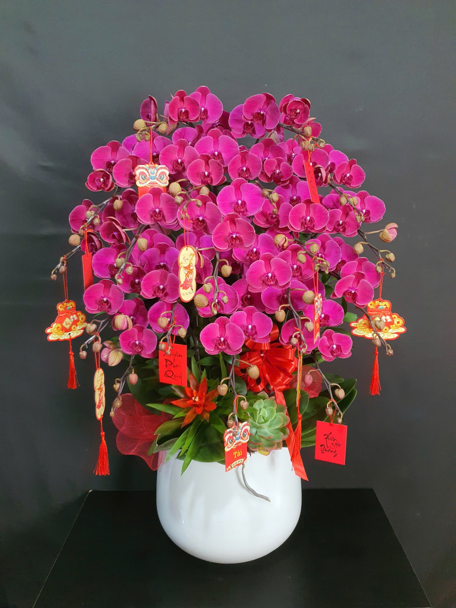 Lan Hồ Điệp Hồng Vân - LHD224