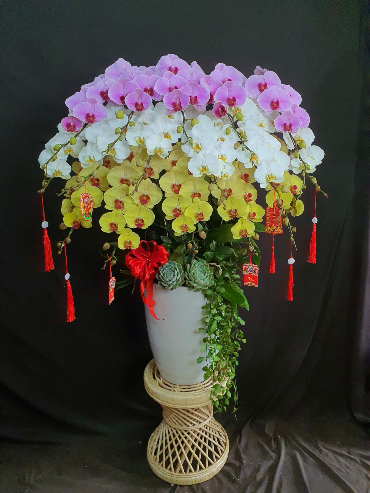 Lan Hồ Điệp Cam Hạ Nắng - LHD264